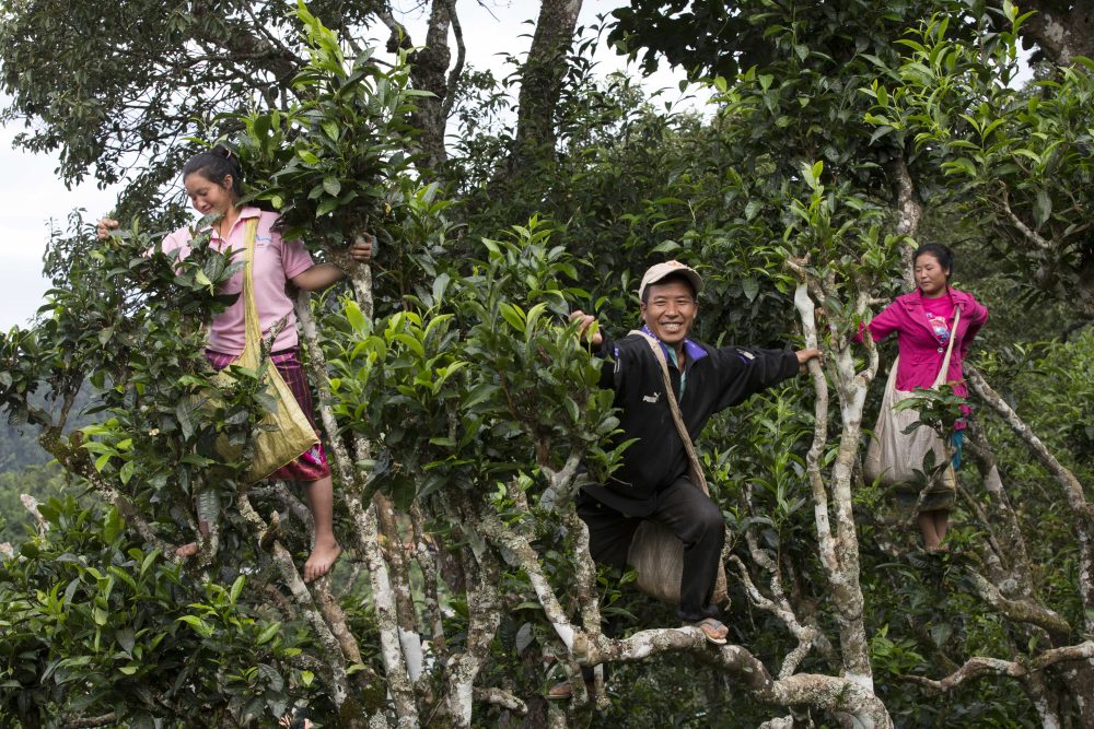 Teebauernfamilie In Laos