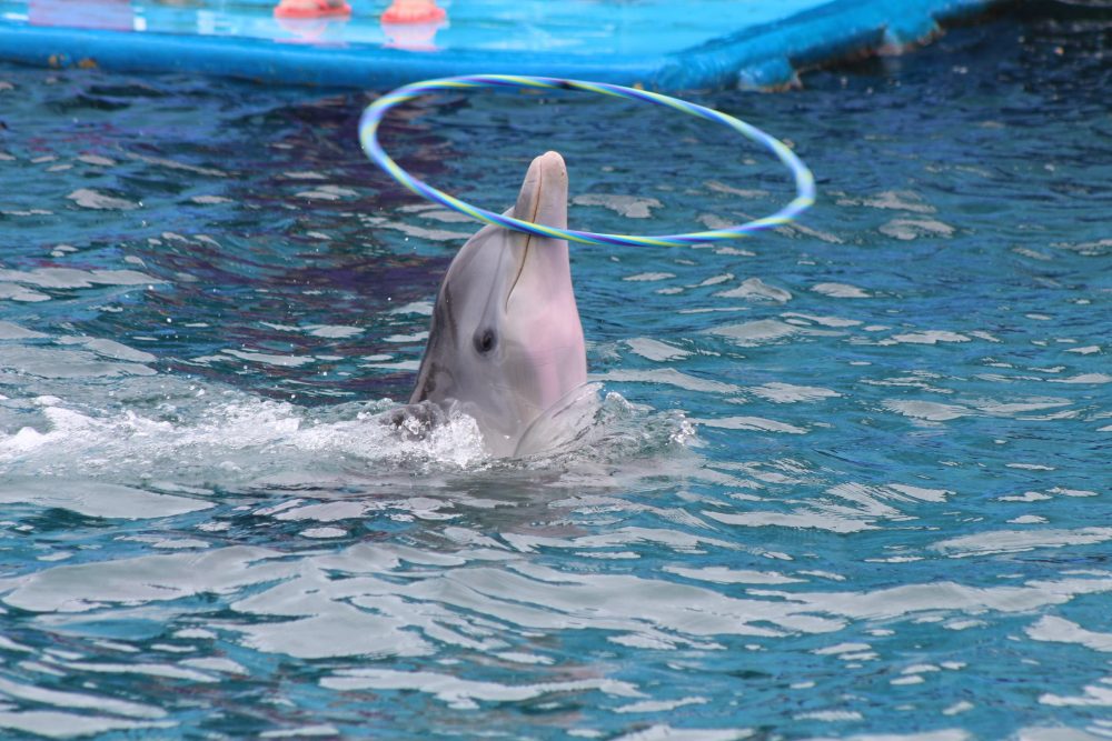 9086B58010D298E31Aaeefe0E8278Af0